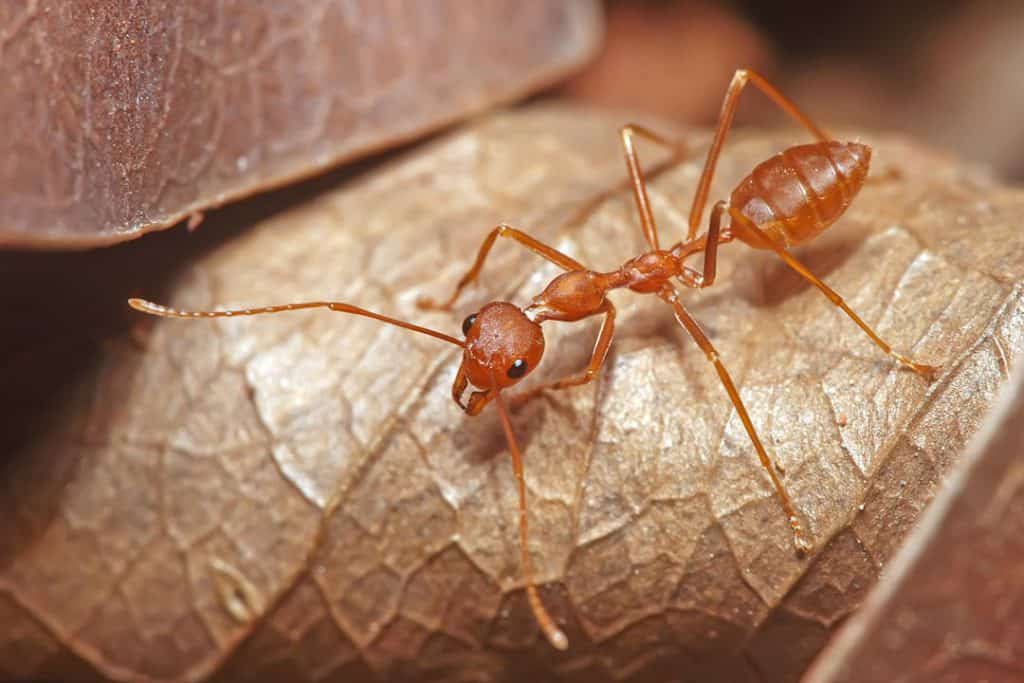 what-does-it-mean-when-you-dream-about-ants-10-spiritual-meanings