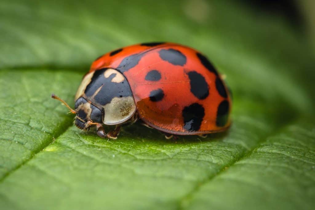 why-do-ladybugs-have-red-and-black-spots-school-of-bugs