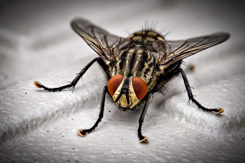 Why Do Dead Flies Attract More Flies? School Of Bugs