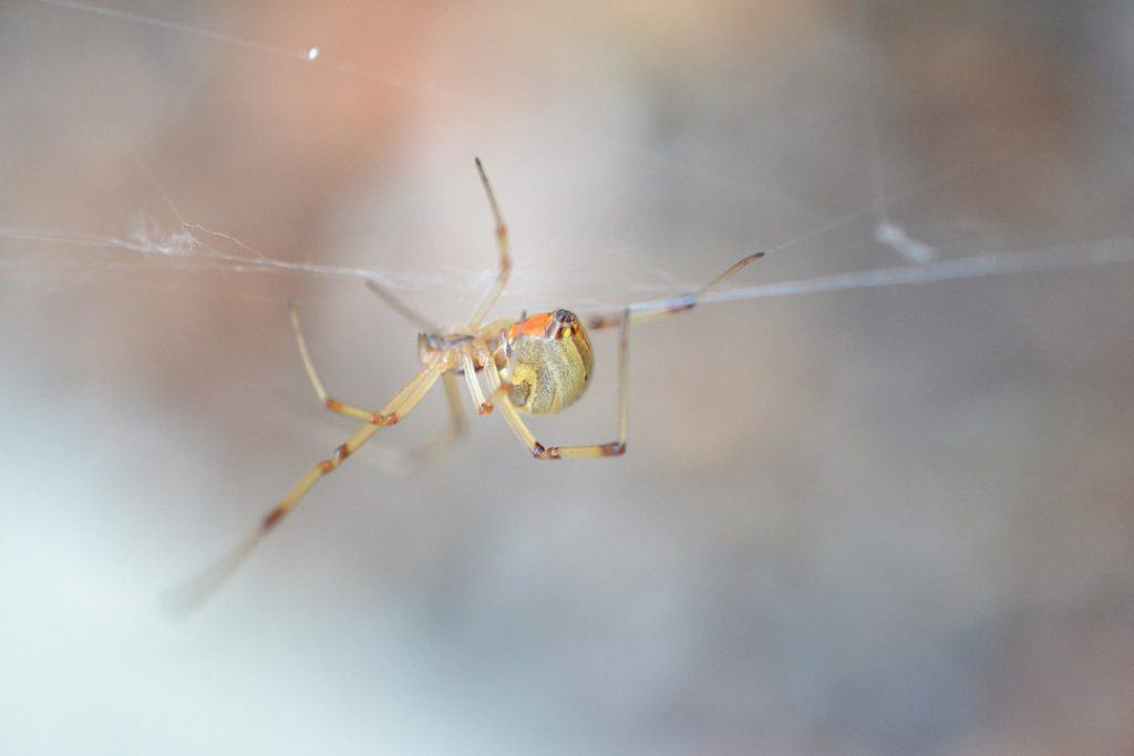 By incidencematrix - Brown Widow, CC BY 2.0, https://commons.wikimedia.org/w/index.php?curid=64110824