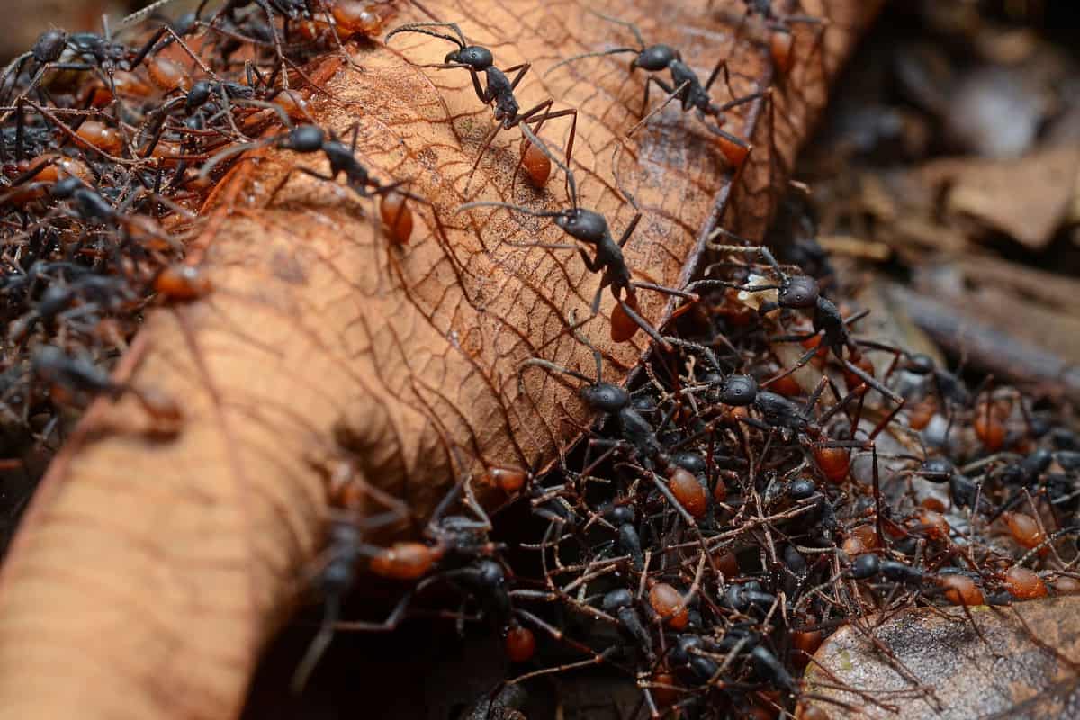 Why Are Chimera Ants So Strong