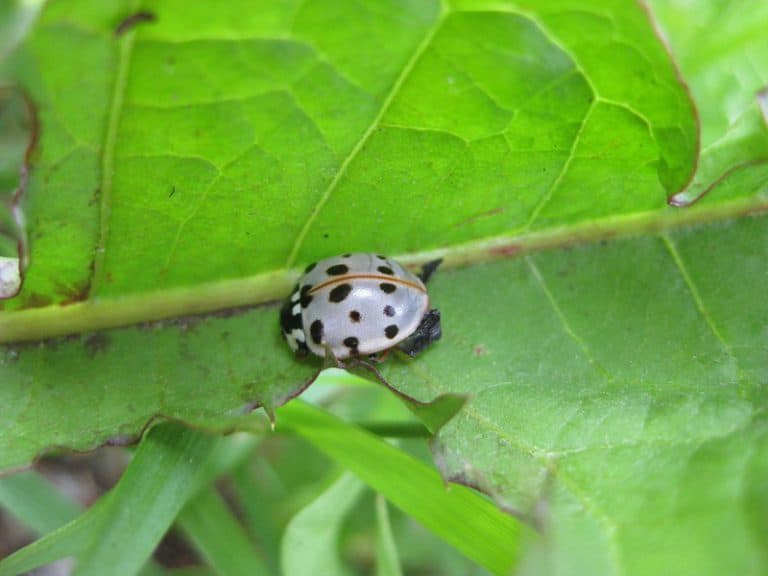 how-do-ladybugs-see-this-surprised-me-school-of-bugs