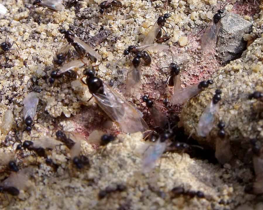 By grassrootsgroundswell - Flying Black Ants, CC BY 2.0, https://commons.wikimedia.org/w/index.php?curid=37069365