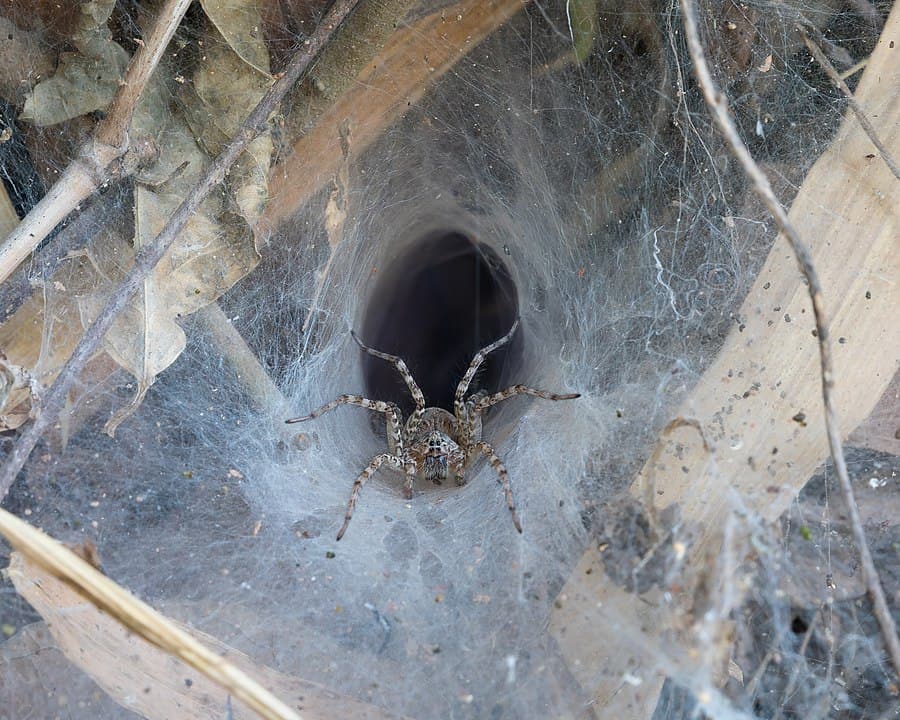 bit by wolf spider