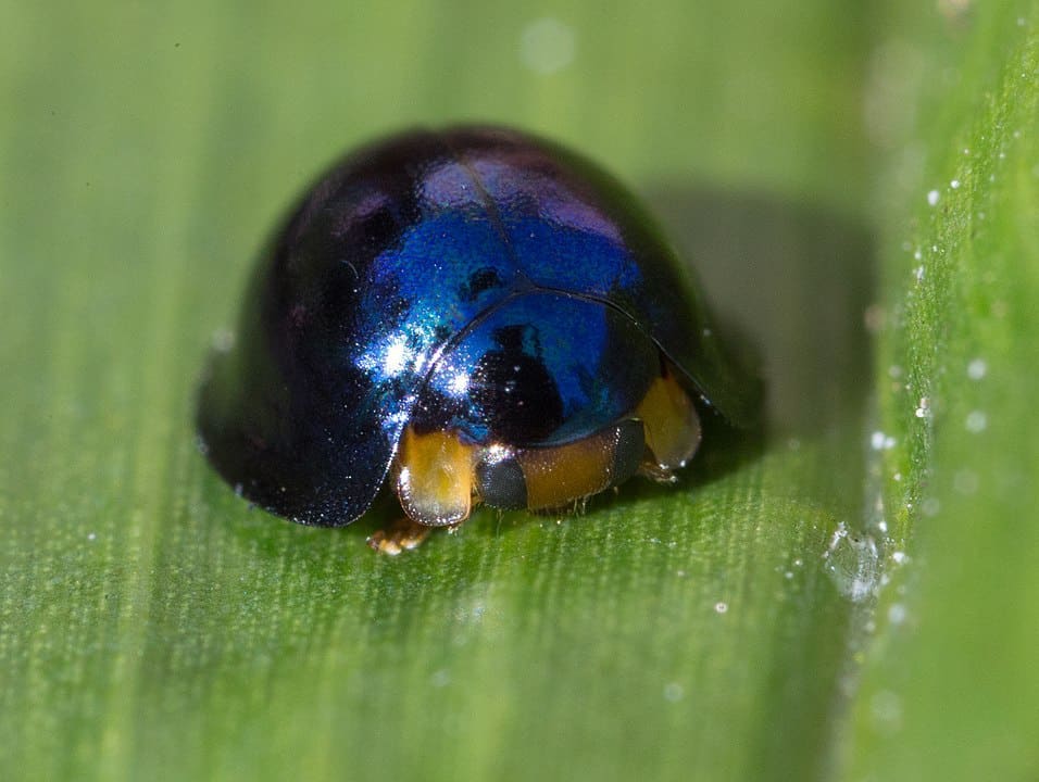 By Graham Wise from Brisbane, Australia - Halmus chalybeus, CC BY 2.0, https://commons.wikimedia.org/w/index.php?curid=44582017