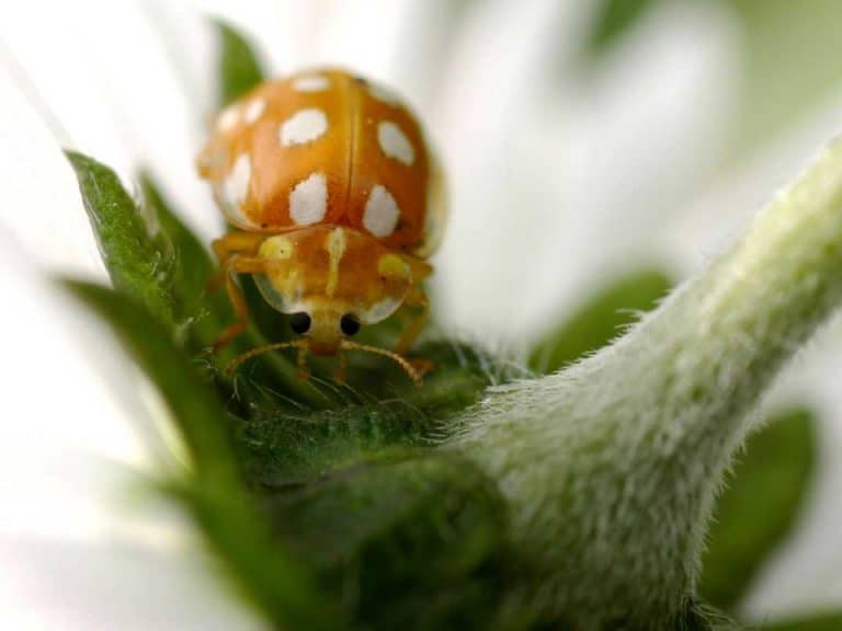 the-color-of-ladybugs-explained-school-of-bugs