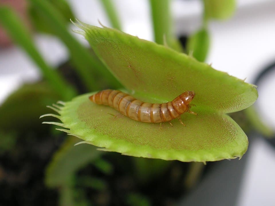 By Beatrice Murch from South America - Meal worm in venus fly trap, CC BY-SA 2.0, https://commons.wikimedia.org/w/index.php?curid=2640160