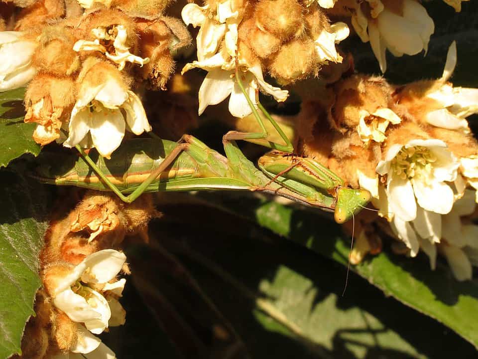 By Katja Schulz from Washington, D. C., USA - Mediterranean Mantis, CC BY 2.0, https://commons.wikimedia.org/w/index.php?curid=40573910