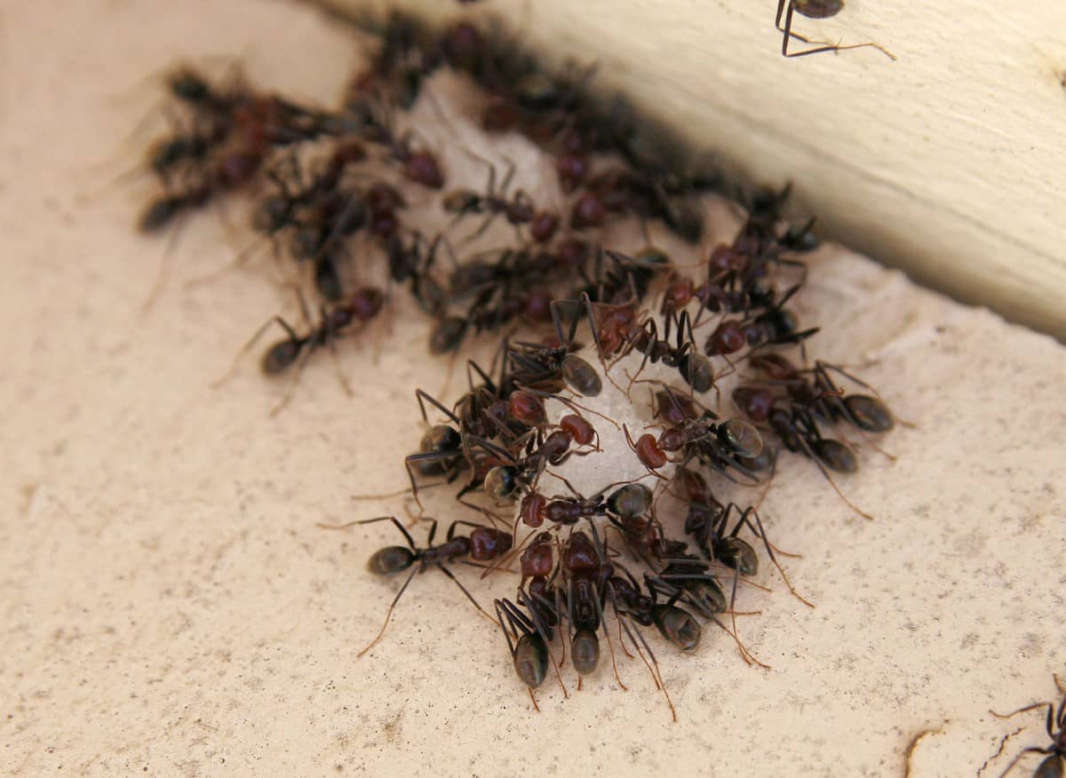 How strong are ants let s find out school of bugs