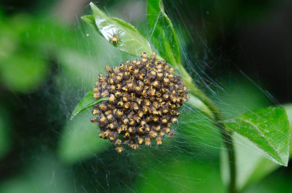 How Many Spiderlings Can a Spider Have? – School Of Bugs