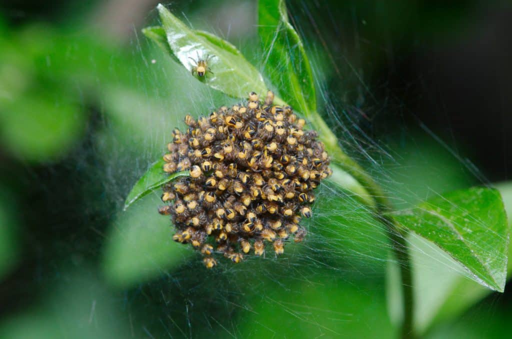 File:Common house spider and web.JPG - Wikipedia