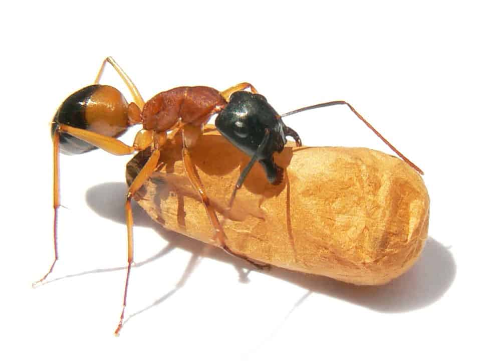 By Benjamint444 - File:Black-headed sugar ant.jpg, CC BY-SA 3.0, https://commons.wikimedia.org/w/index.php?curid=45284894