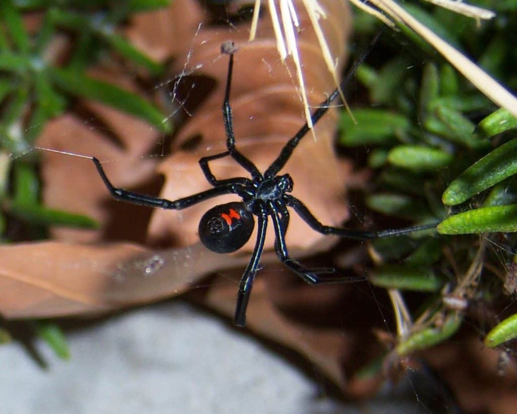 By Konrad Summers from Santa Clarita (Valencia) , California, USA - Black Widow (Latrodectus mactans) The Western WidowUploaded by Magnus Manske, CC BY-SA 2.0, https://commons.wikimedia.org/w/index.php?curid=21415143