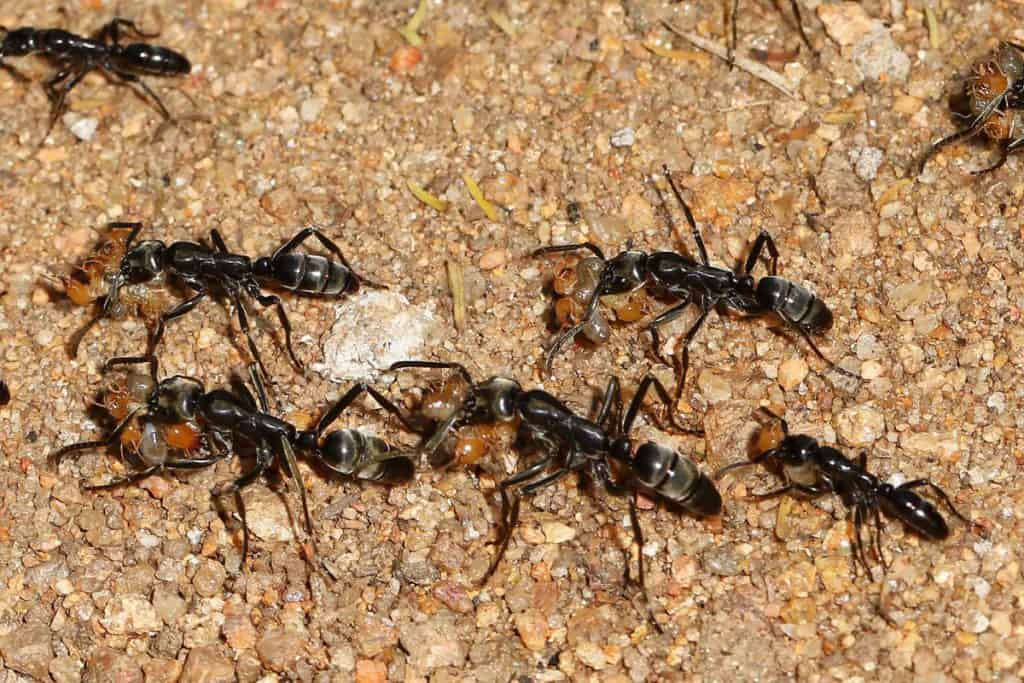 Matabele ants carrying prey back to their nest after raiding a termite nest
Matabele Ants - Megaponera analis, Gorongosa National Park, Mozambique
https://commons.wikimedia.org/wiki/File:Matabele_Ants_-Megaponera_analis,_Gorongosa_National_Park,_Mozambique(41879202755).jpg