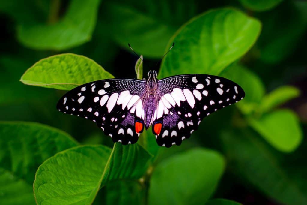 Can Butterflies See Color? Let's Find Out – School Of Bugs