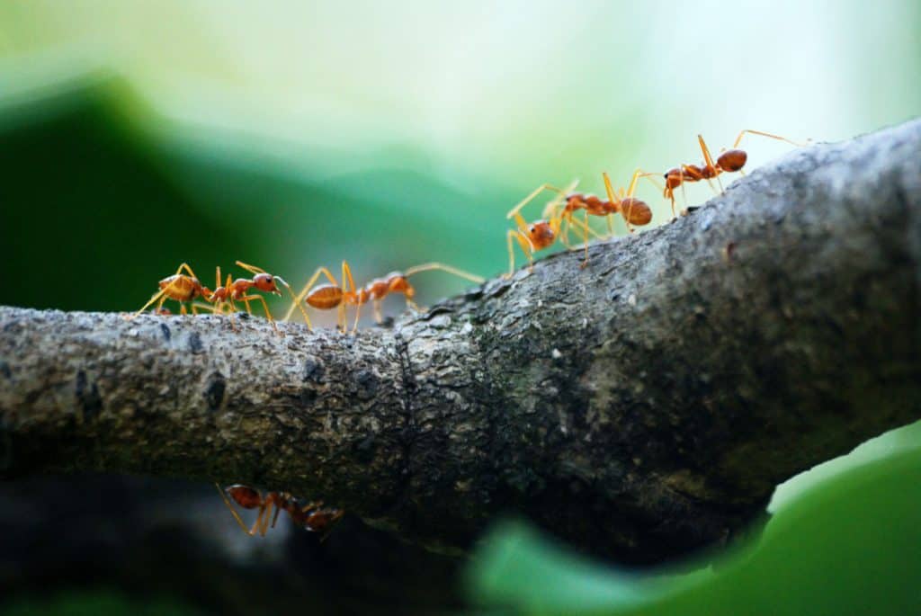 How Strong Are Ants? Let’s Find Out! – School Of Bugs