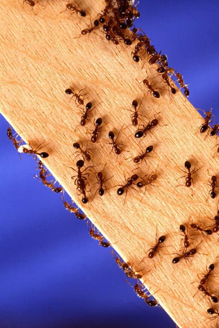 What Can Ants Bite And Chew Through? – School Of Bugs