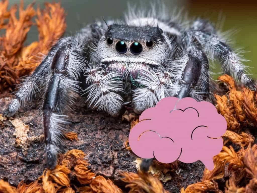 do-tarantulas-and-spiders-have-brains-school-of-bugs