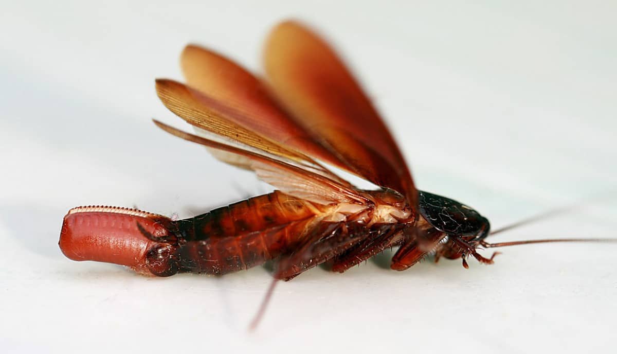Can You See Cockroach Eggs? The Simple Answer – School Of Bugs