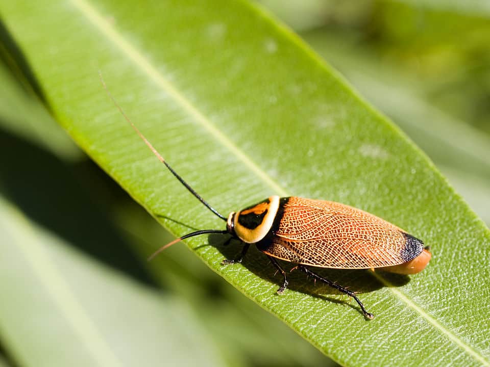 By Cyron Ray Macey from Brisbane (-27.470963,153.026505), Australia - Bush Cockroach, CC BY 2.0, https://commons.wikimedia.org/w/index.php?curid=2776110