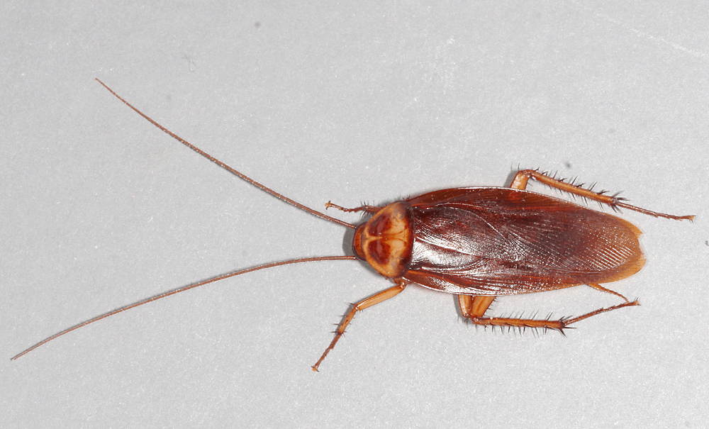By American-cockroach.jpg: Gary Alpertderivative work: B kimmel (talk) - American-cockroach.jpg, CC BY 2.5, https://commons.wikimedia.org/w/index.php?curid=11949468
