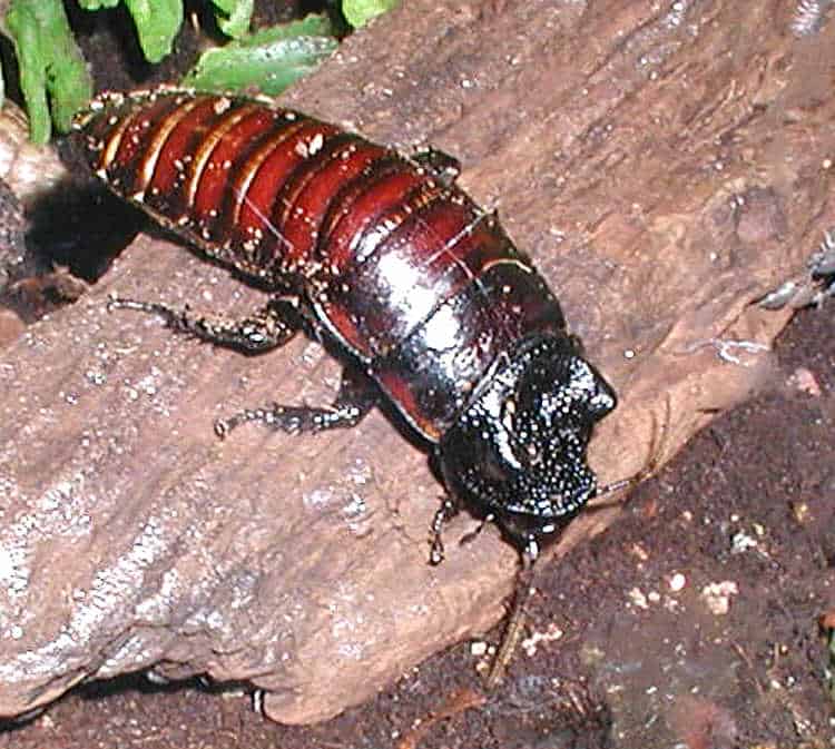 By Female_Madagascar_hissing_cockroach.JPG: Original uploader was Almabes at en.wikipediaderivative work: WolfmanSF (talk) - Female_Madagascar_hissing_cockroach.JPG, Public Domain, https://commons.wikimedia.org/w/index.php?curid=13981096
