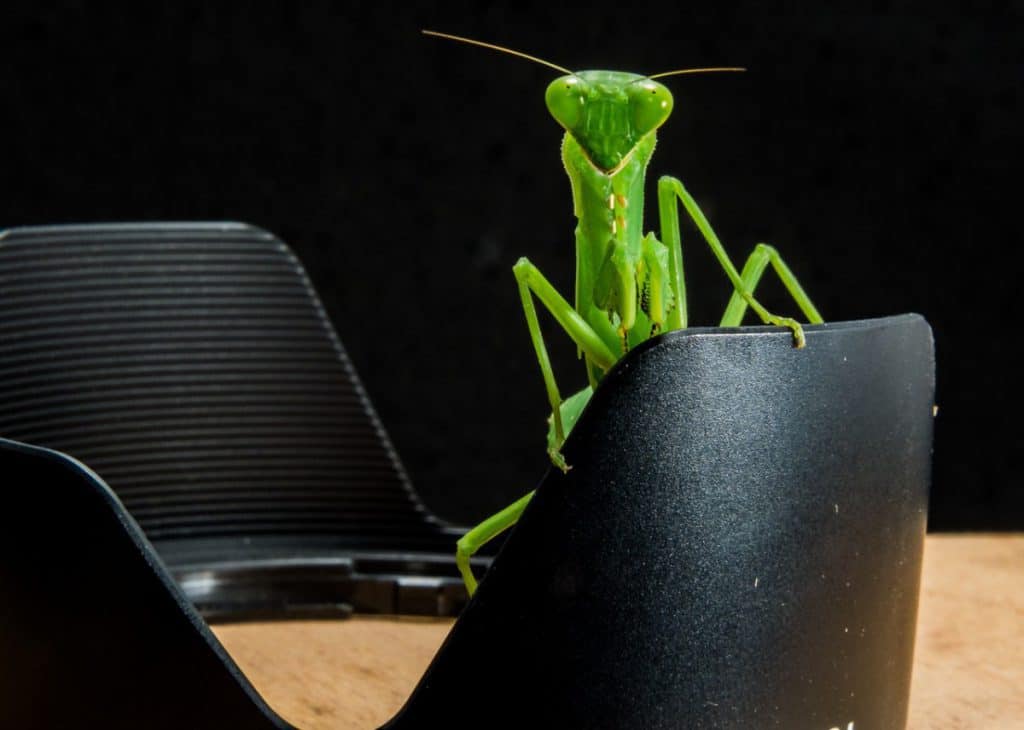 praying mantis eating mate gif