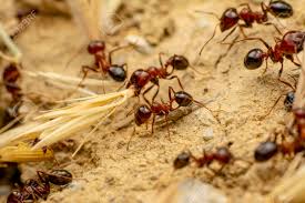 How Strong Are Ants Compared to Humans? – School Of Bugs