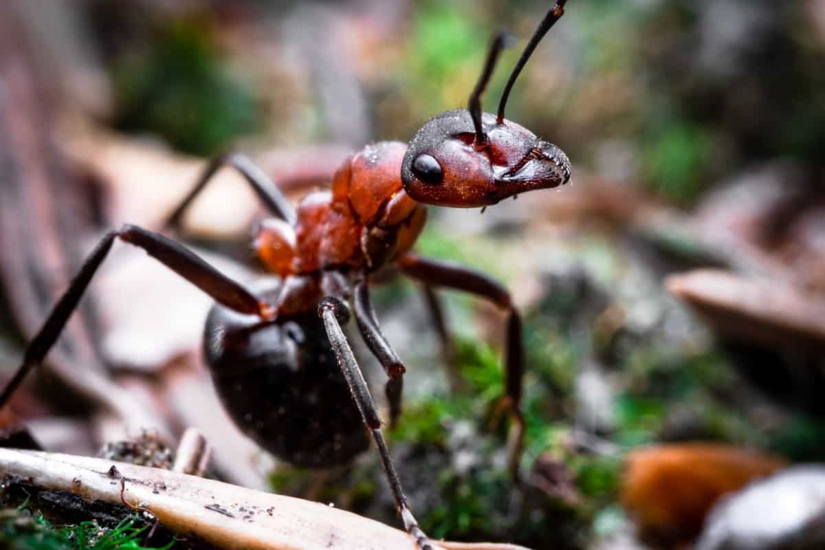 do ants hibernate during winter