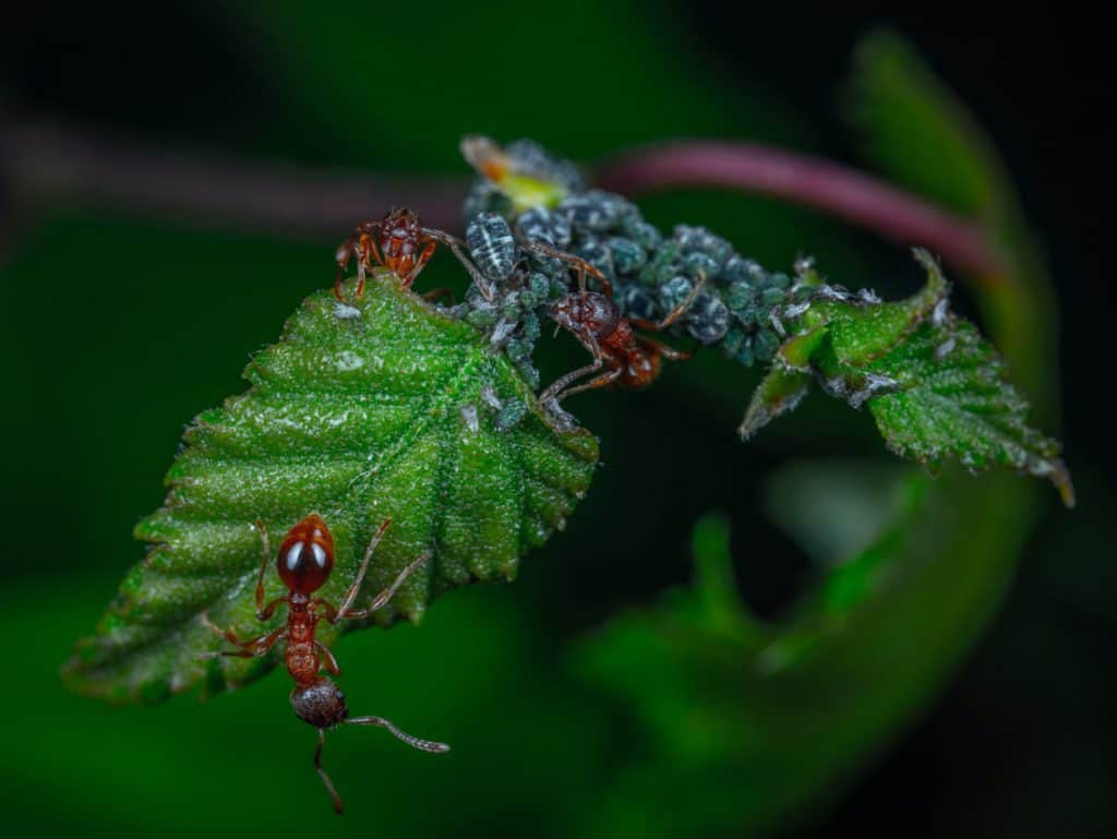 What Can Ants Climb? This Surprised Me! – School Of Bugs