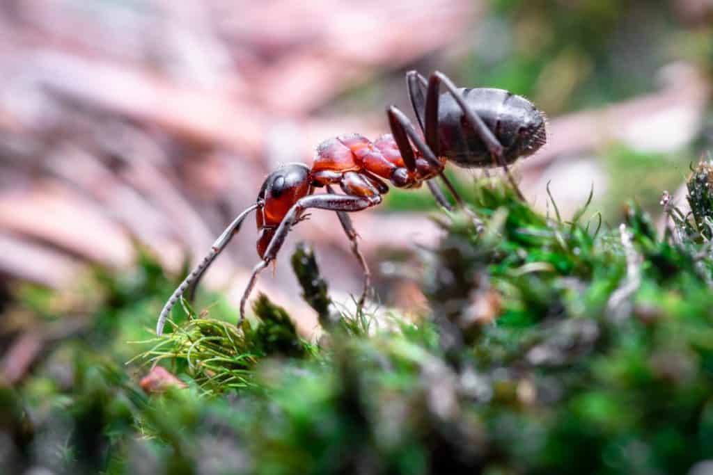 where do ants hide