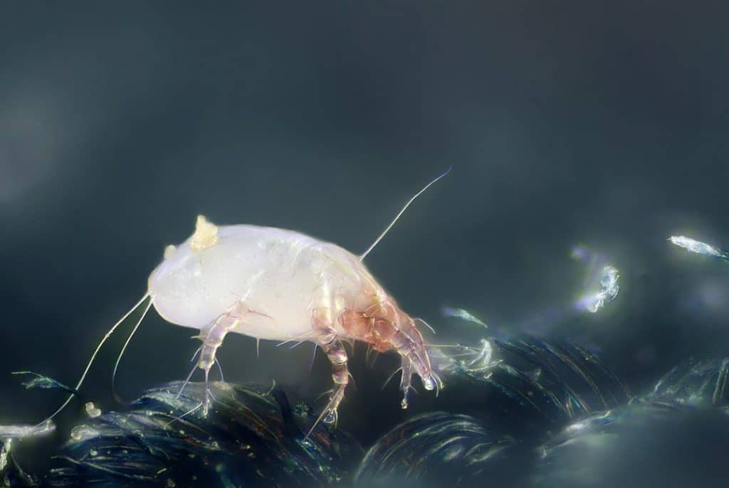 By Gilles San Martin from Namur, Belgium - House dust mite, CC BY-SA 2.0, https://commons.wikimedia.org/w/index.php?curid=12534999