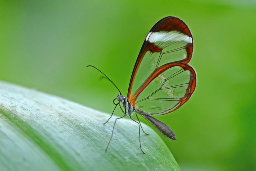 By Alias 0591 from the Netherlands - Glasswinged butterfly, CC BY 2.0, https://commons.wikimedia.org/w/index.php?curid=63532857