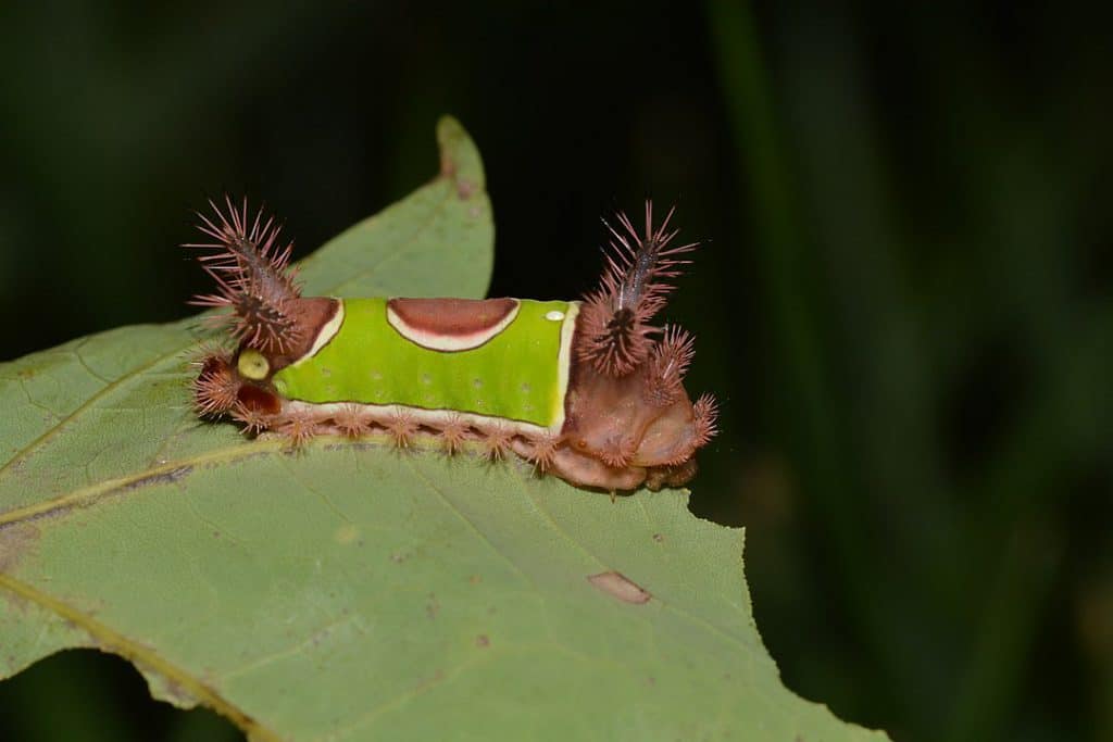By Andy Reago & Chrissy McClarren - # 4700 – Acharia stimulea – Saddleback Caterpillar Moth caterpillar, CC BY 2.0, https://commons.wikimedia.org/w/index.php?curid=74732738