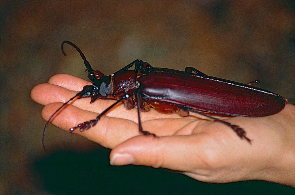 By Bernard DUPONT from FRANCE - Titan beetle (Titanus giganteus) found by Jean NICOLAS, CC BY-SA 2.0, https://commons.wikimedia.org/w/index.php?curid=40741290