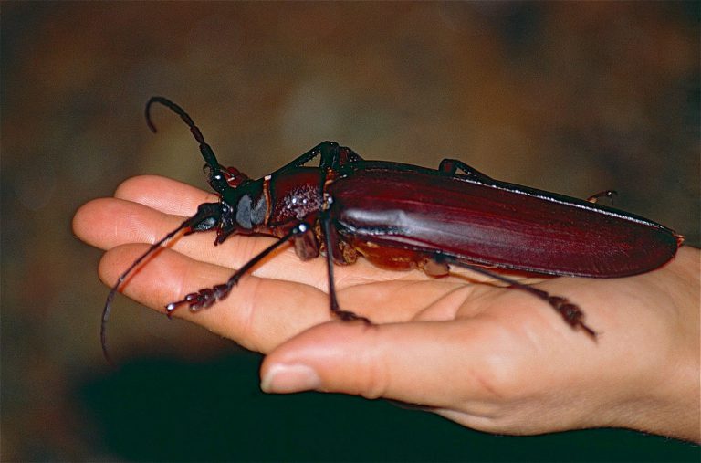 What Is The Rarest Bug In The World? – School Of Bugs