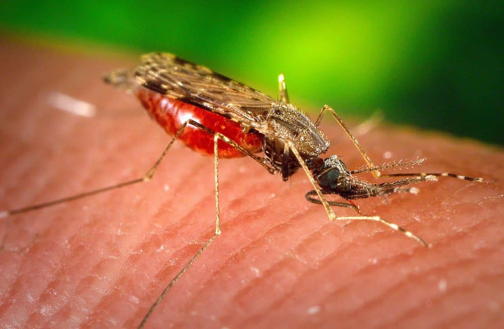 By James Gathany, USCDCP - https://pixnio.com/fauna-animals/insects-and-bugs/mosquito/photograph-depicted-a-female-anopheles-albimanus-mosquito-while-she-was-feeding-on-a-human-host#, CC0, https://commons.wikimedia.org/w/index.php?curid=83022999