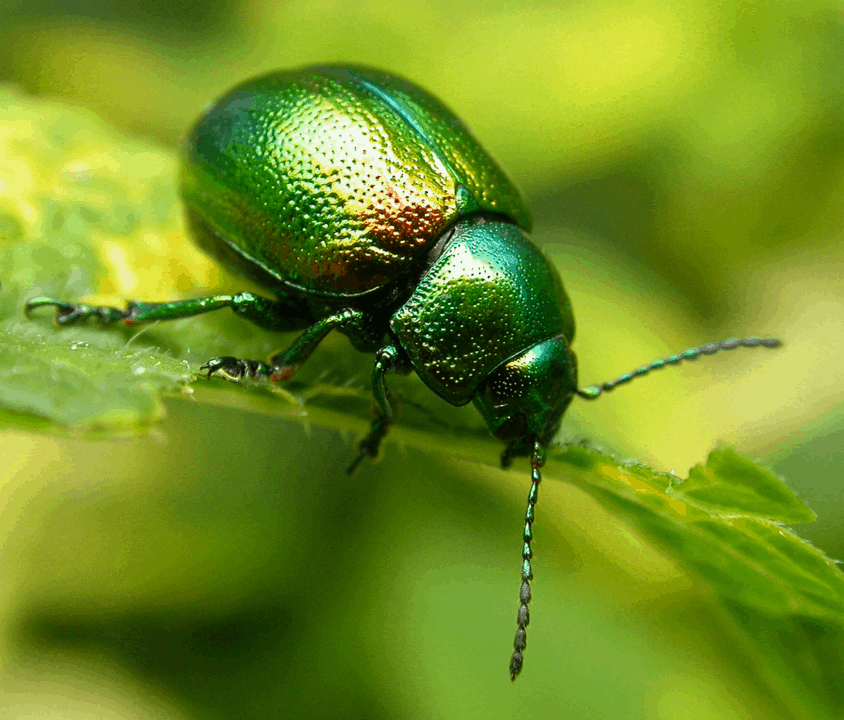 What is the Rarest Bug in the World? – School Of Bugs