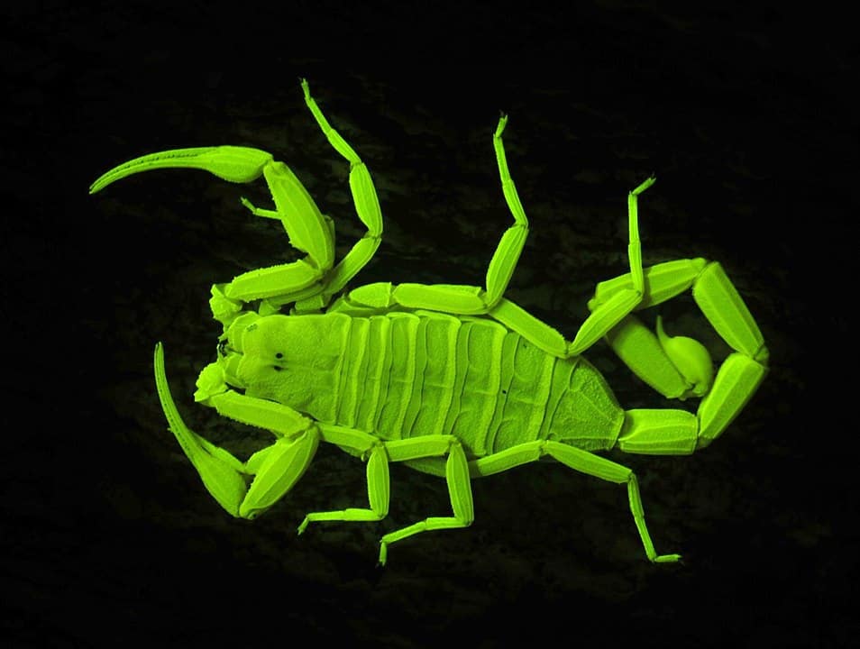 uv light to find scorpions