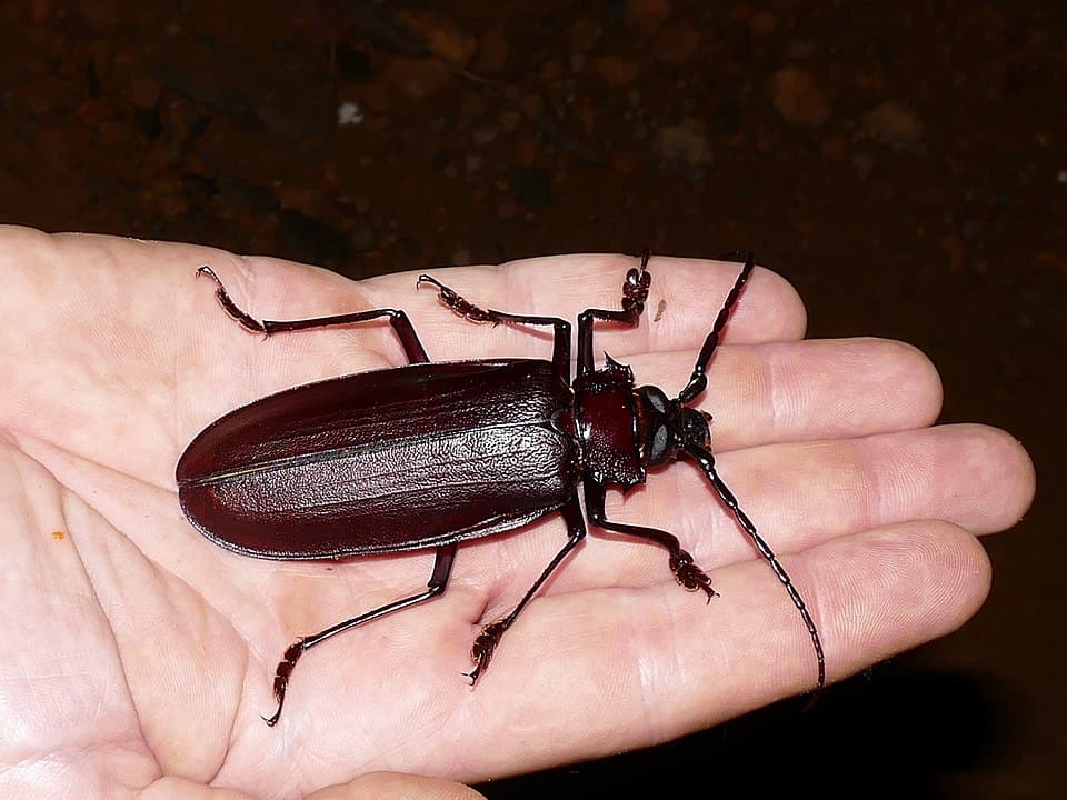 By Bernard DUPONT from FRANCE - Titan Beetle (Titanus giganteus), very small specimen ..., CC BY-SA 2.0, https://commons.wikimedia.org/w/index.php?curid=66017871