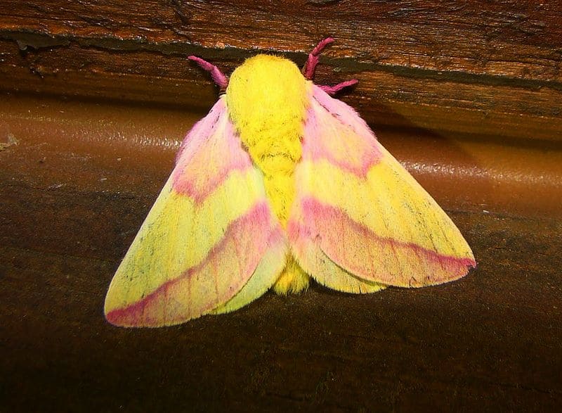 By Andy Reago & Chrissy McClarren - # 7715 – Dryocampa rubicunda – Rosy Maple Moth, CC BY 2.0, https://commons.wikimedia.org/w/index.php?curid=39139344