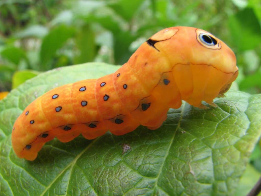By Michael Hodge - originally posted to Flickr as Spicebush swallowtail caterpillar (Papilio troilus), CC BY 2.0, https://commons.wikimedia.org/w/index.php?curid=8618862