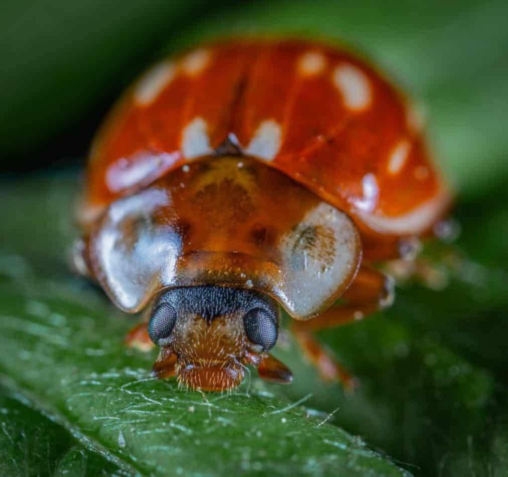 do-ladybug-spots-tell-their-age-school-of-bugs