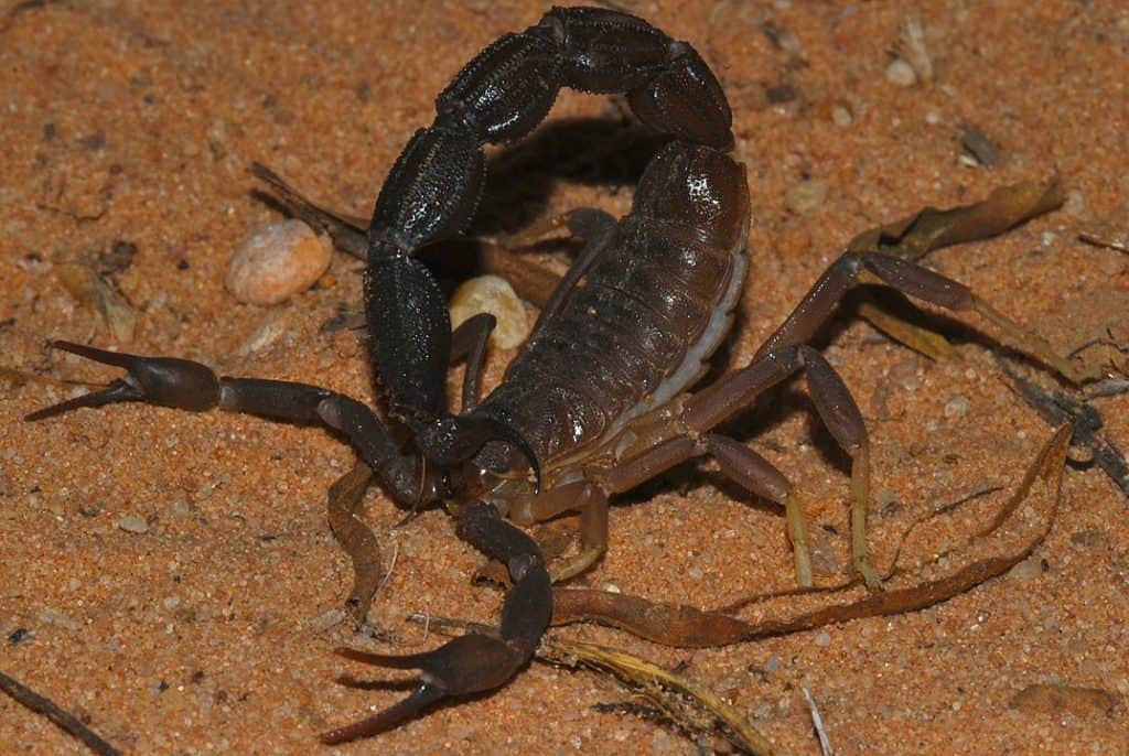 By Bernard DUPONT from FRANCE - Granulated Thick-tailed Scorpion (Parabuthus granulatus) " Brown Phase ", CC BY-SA 2.0, https://commons.wikimedia.org/w/index.php?curid=40735391