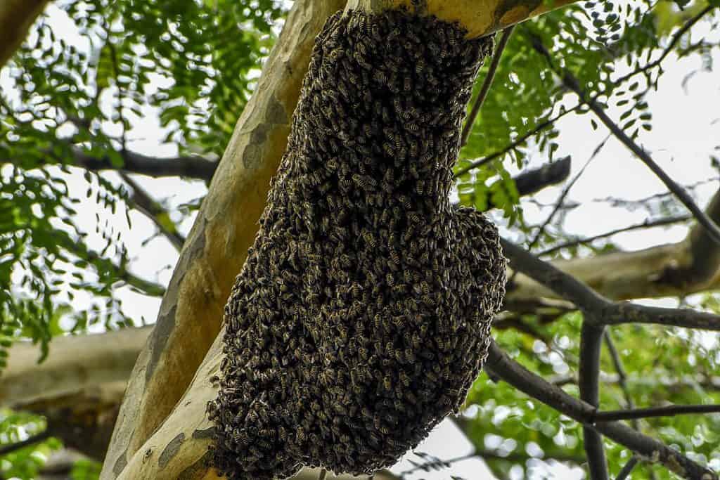 what-is-the-largest-insect-swarm-school-of-bugs