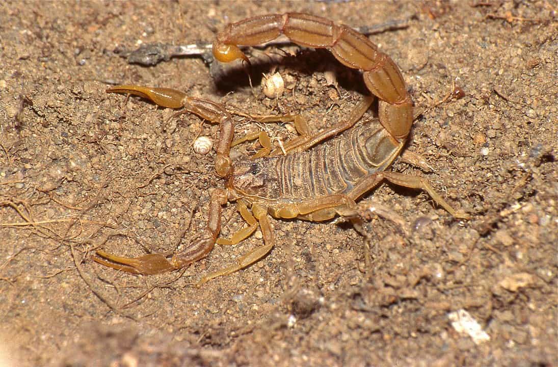 How Deadly Are Scorpions The Answer May Surprise You – School Of Bugs