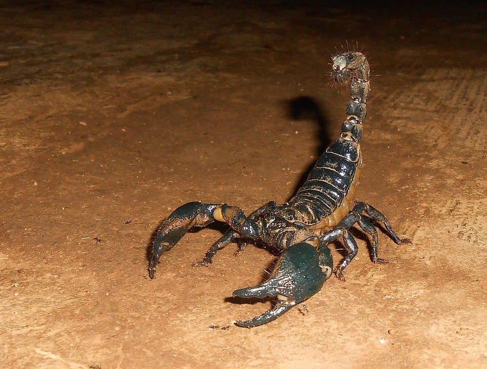 What Are Scorpions Attracted To? Let’s Find Out – School Of Bugs