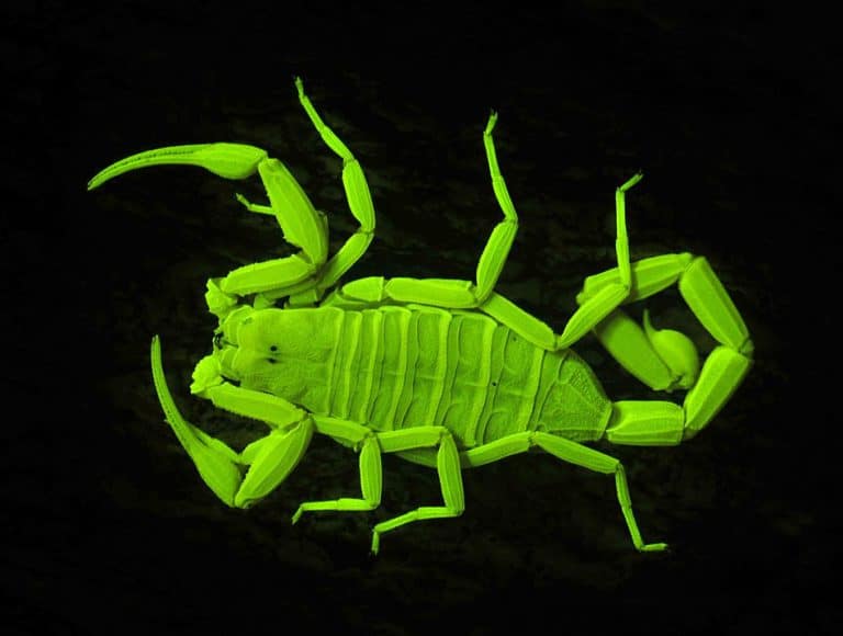 How Deadly Are Scorpions The Answer May Surprise You – School Of Bugs