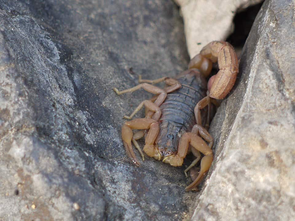 By Dinesh Valke from Thane, India - ... scorpion :: Indian red scorpion, CC BY-SA 2.0, https://commons.wikimedia.org/w/index.php?curid=51571337