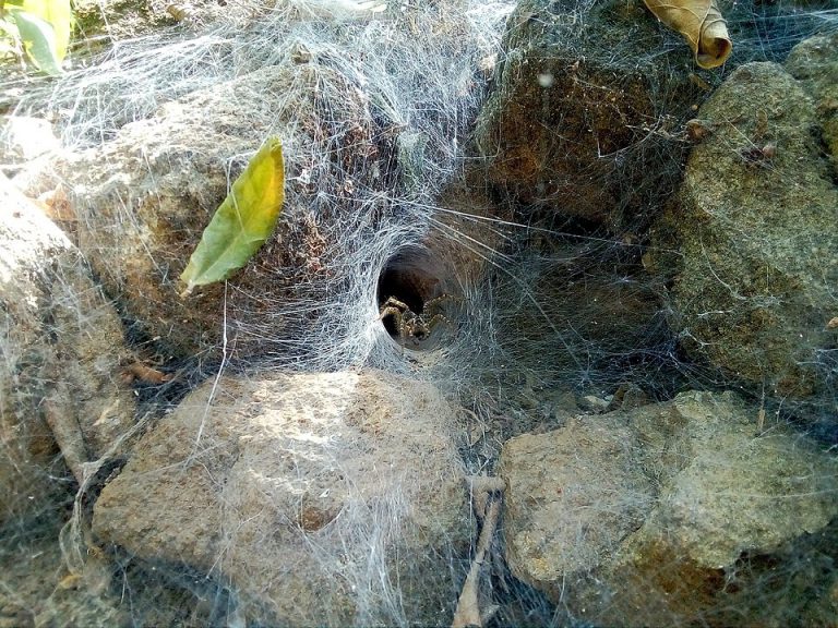 Do Male Spiders Spin Webs Not What You Expected School Of Bugs